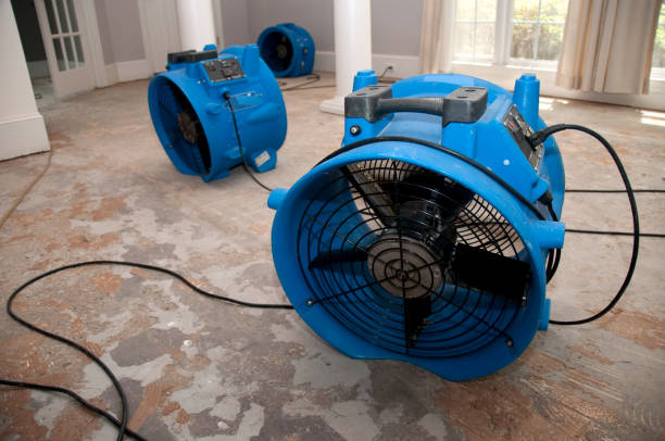 Best Carpet water damage restoration  in Basile, LA